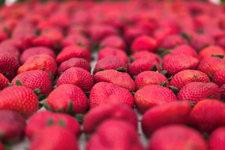 Festa de Flores e Morangos realiza 44ª edição em Atibaia