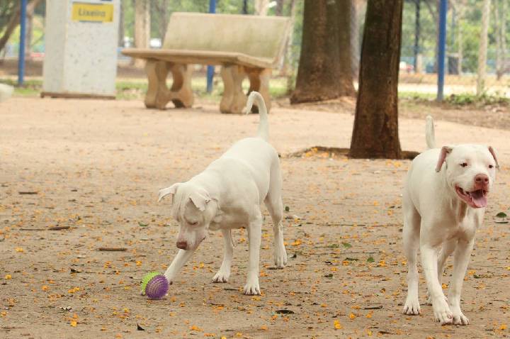 Lei torna crime exercício ilegal da medicina veterinária 