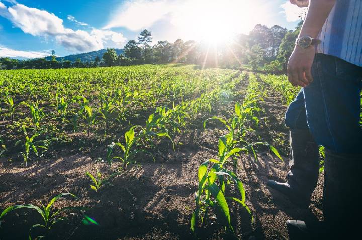 Novo El Niño reforça importância da gestão de riscos no agro