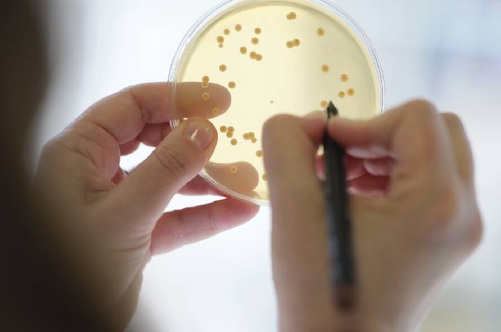 Probióticos em vez de antibióticos na produção animal