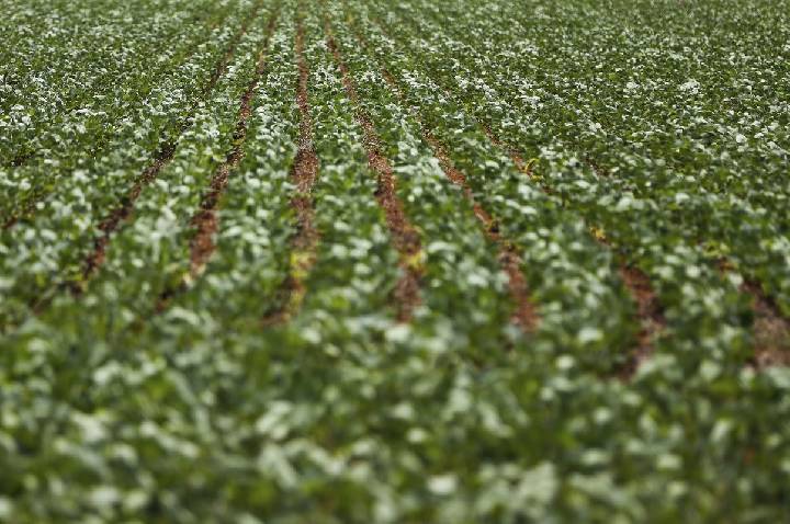 Reunião com bancada do agro termina sem acordo sobre dívidas rurais