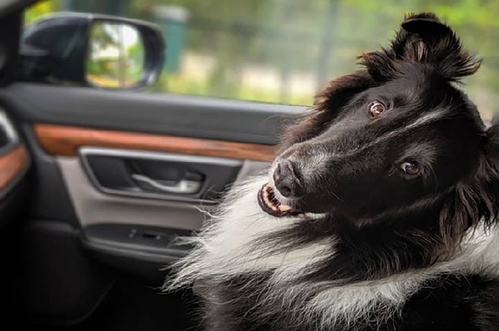 Turismo pet friendly ganha força nas estâncias paulistas