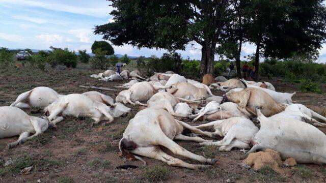 Raio atinge pastagem e mata 34 cabeças de gado em Cacaulândia