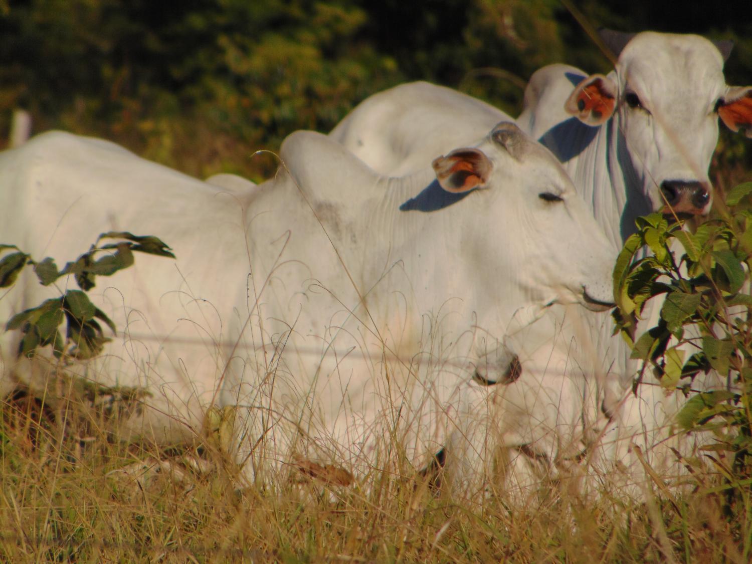 Gado agora é garantia para empréstimo de financiamento rural em Rondônia.
