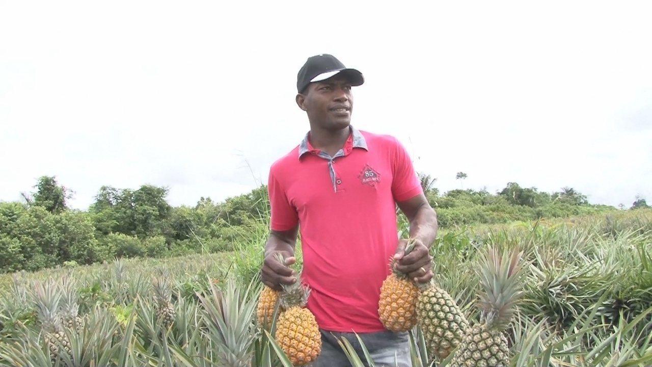 Emater local de Costa Marques implantará unidade de produção de mudas de abacaxi.