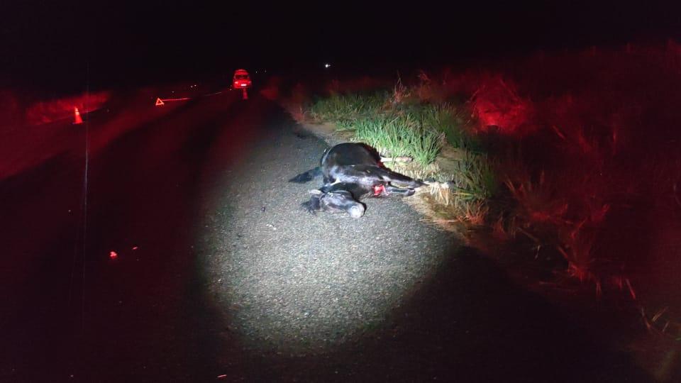 Motociclista morre após colidir com animal na pista próximo ao km 33 da BR 429 em Costa Marques.