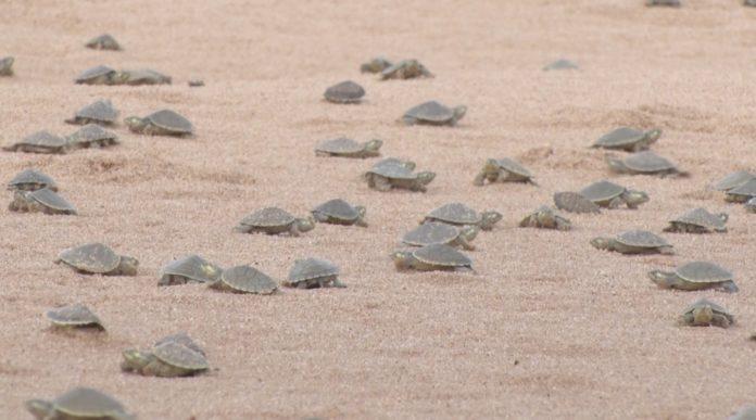 Cerca de 10 milhões de tartarugas devem ser soltas neste fim de semana no rio Guaporé.