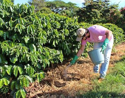 Emater Local de Costa Marques e Nelore Agropecuária de São Francisco realizará dia de Campo em Costa Marques.