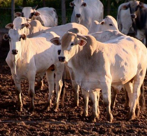 Idaron alerta para foco de raiva no distrito de São Domingos do Guaporé em Costa Marques