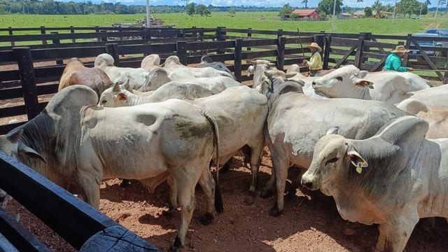 Boiada da Fazenda São Domingos em Costa Marques é destaque em abate no interior de Rondônia.
