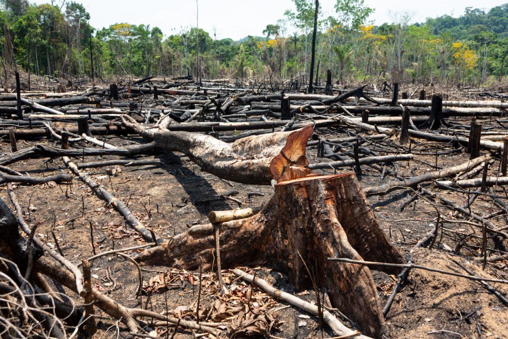 MAIS DE R$ 32 MILHÕES DE REAIS EM MULTAS E MIL HECTARES EMBARGADOS POR DESMATAMENTO ILEGAL