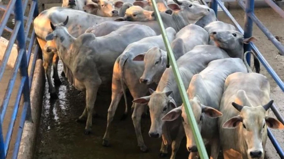 Novilhada de ouro é destaque pelo acabamento em Rondônia