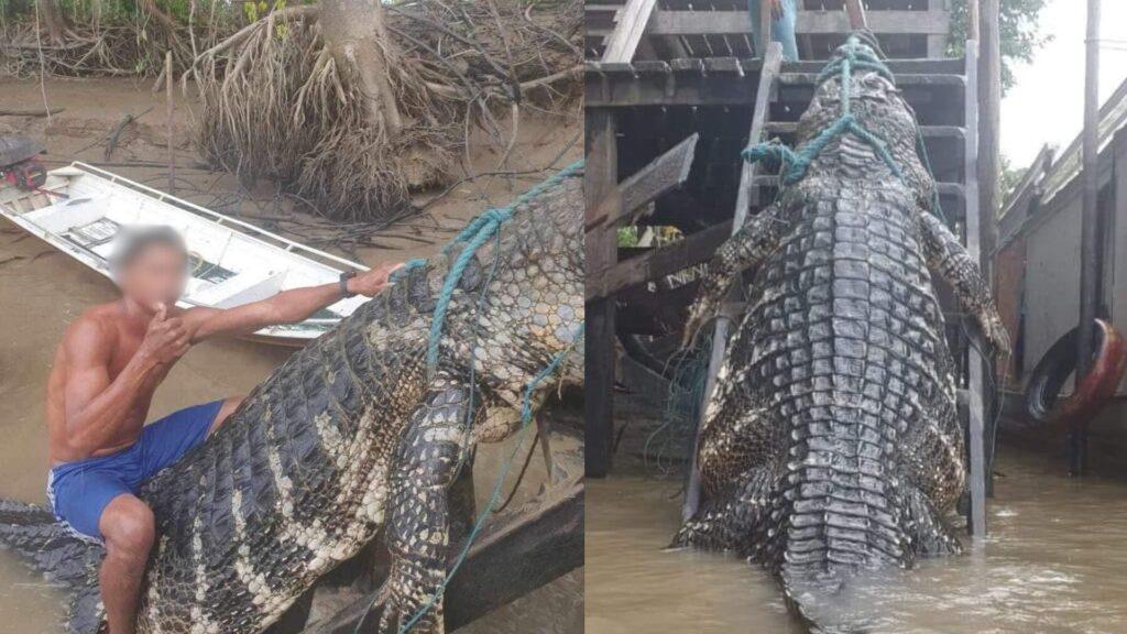 Jacaré gigante é capturado por ribeirinhos e tamanho do animal impressiona