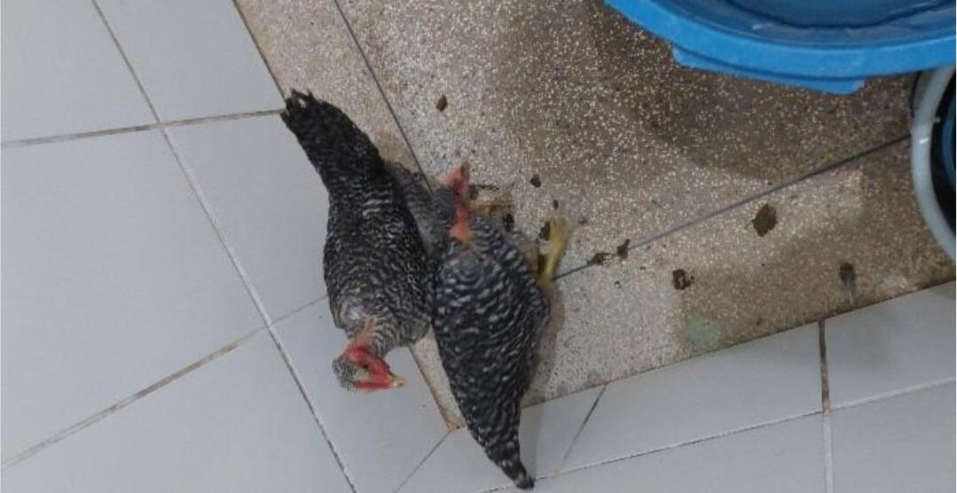 Dupla e presa pela Polícia Militar por furtar galinhas