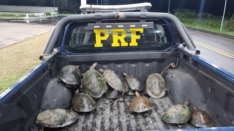 Durante fiscalização Polícia Rodoviária Federal - PRF apreende 17 tracajás