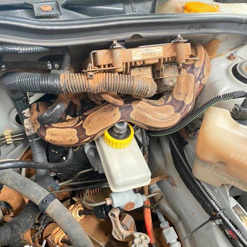 Jiboia é encontrada em motor de veículo em Vilhena