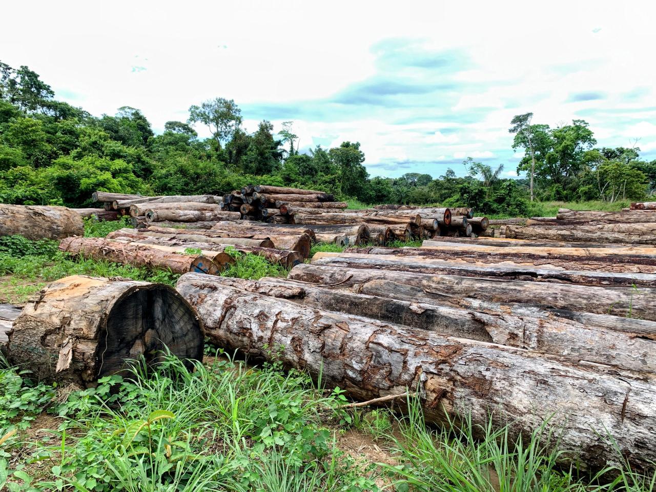 LEILÃO DE MADEIRAS: Batalhão de Polícia Ambiental leiloará madeiras apreendidas em crimes ambientais