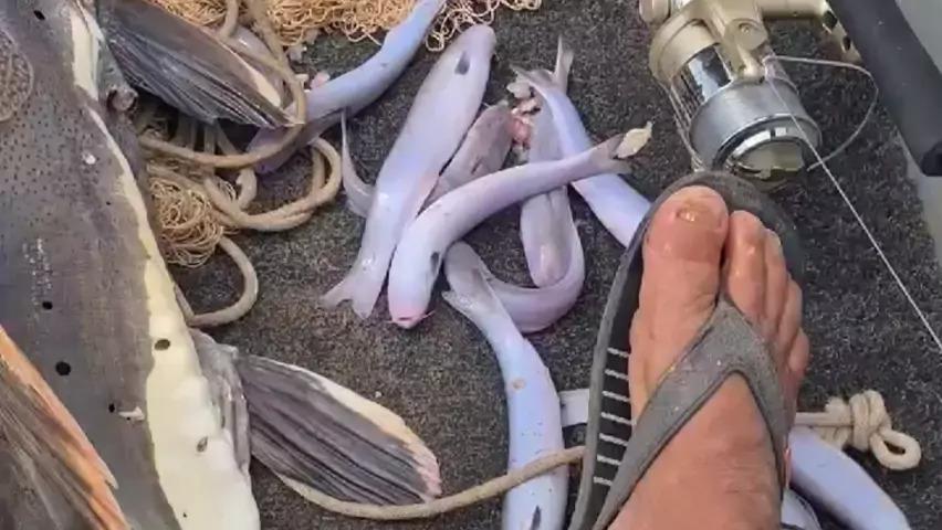 VÍDEO: Em questão de minutos, candirus devoram carne no rio Madeira: “Pior que piranha”.