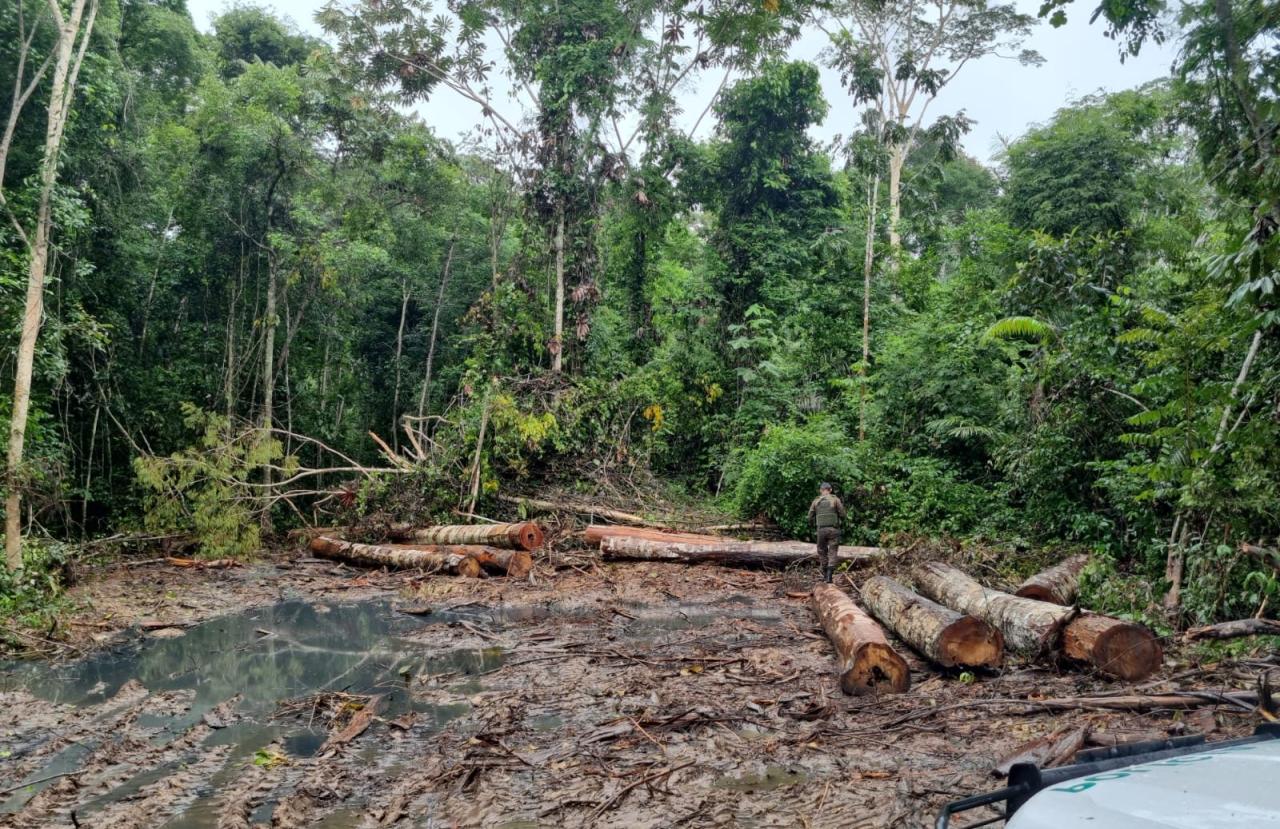 POLICIA MILITAR DESCOBRE DEPÓSITO ILEGAL DE MADEIRA EM OPERAÇÃO AMBIENTAL