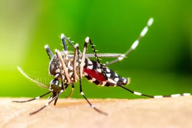 Brasil enfrenta maior epidemia de dengue da história