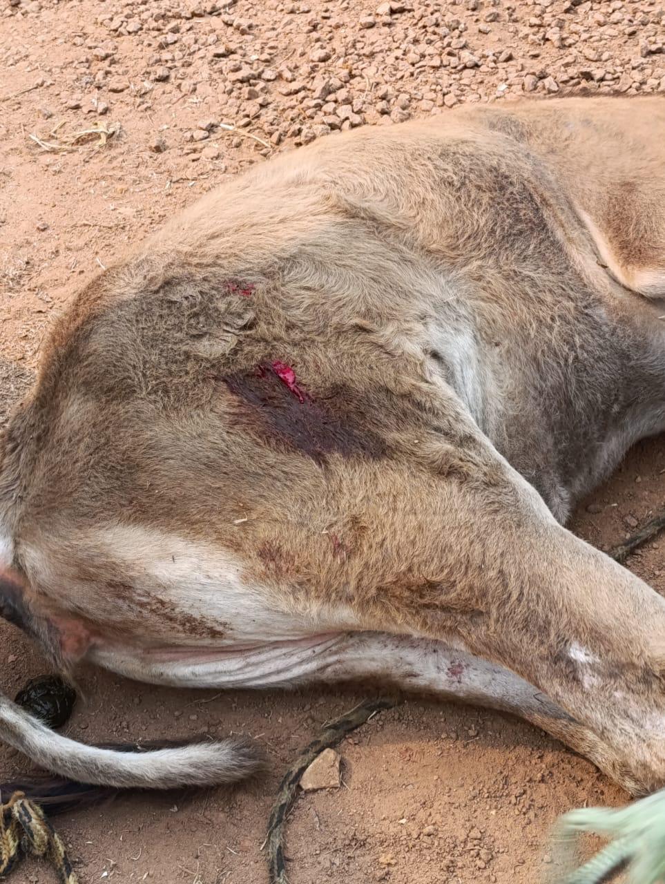 Polícia prende duas pessoas em flagrante pelos crimes de contrabando e maus-tratos a animais