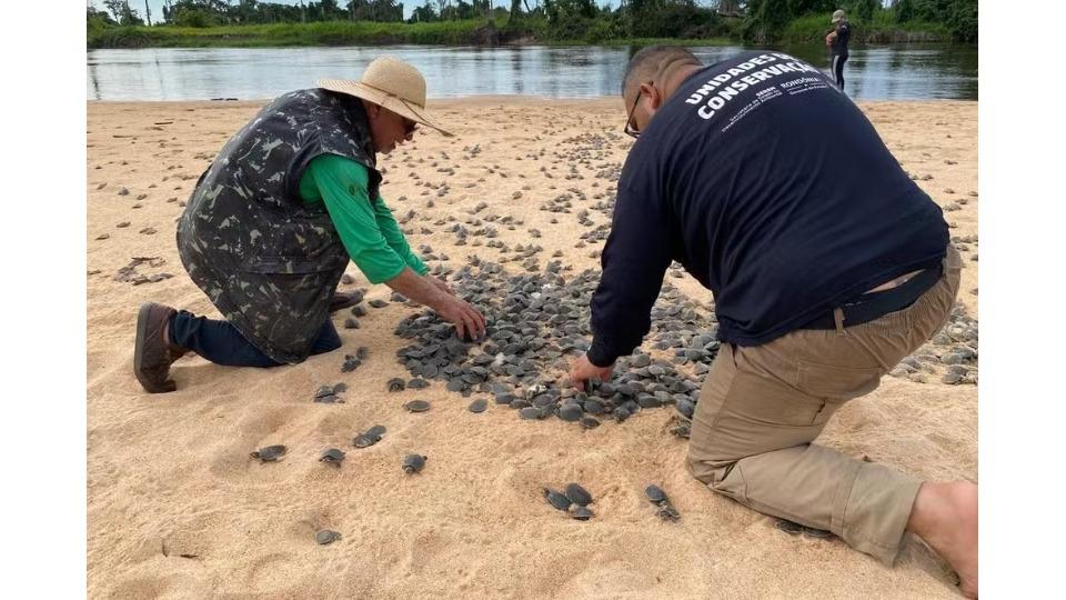 Queimadas em Rondônia causam atraso na desova de tartarugas e alta mortalidade no Rio Guaporé