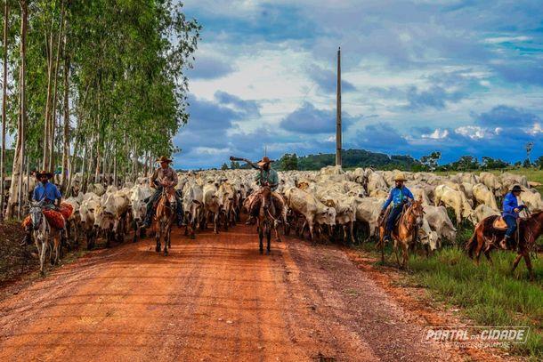 A tradição dos tropeiros: mil bois cruzam São Miguel em uma longa jornada