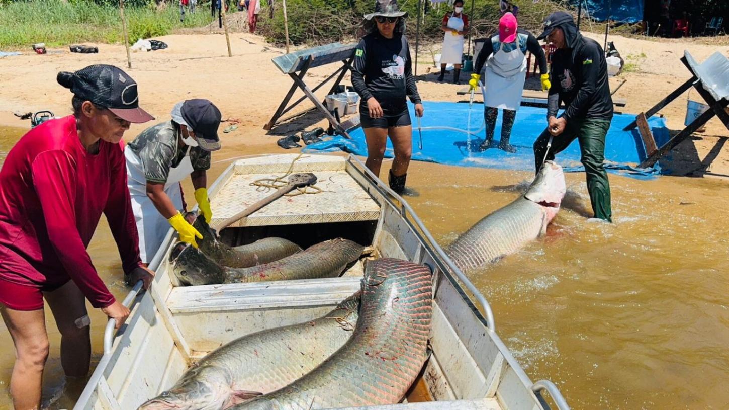 Ações de manejo do pirarucu garante renda para comunidades tradicionais na Resex Rio Cautário
