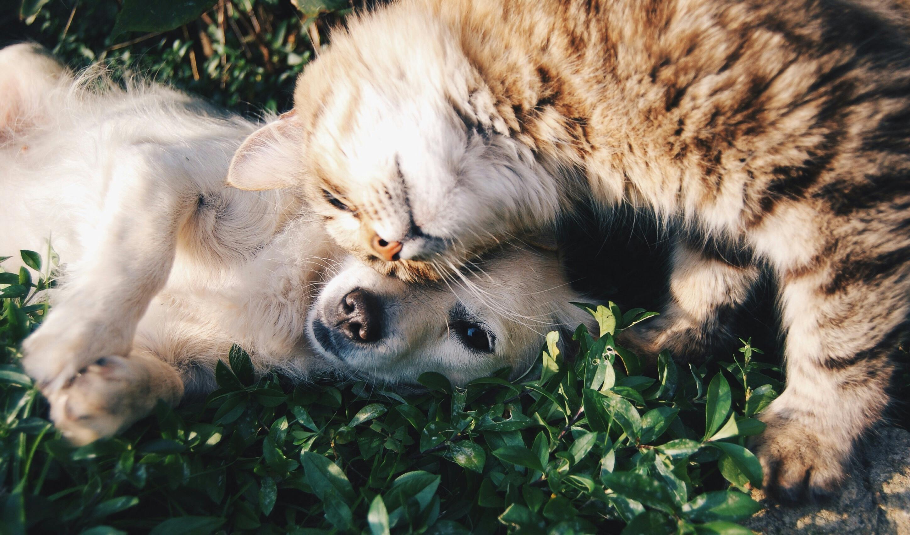 Campanha alerta para doença renal em pets no Brasil